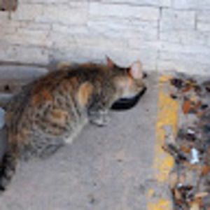 Meet your Posher, Toasted